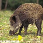 Jabali
