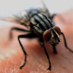 Plaga moscas Oleiros