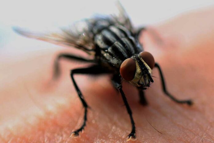 Plaga moscas Oleiros
