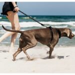 praias oleirenses tamen para eles